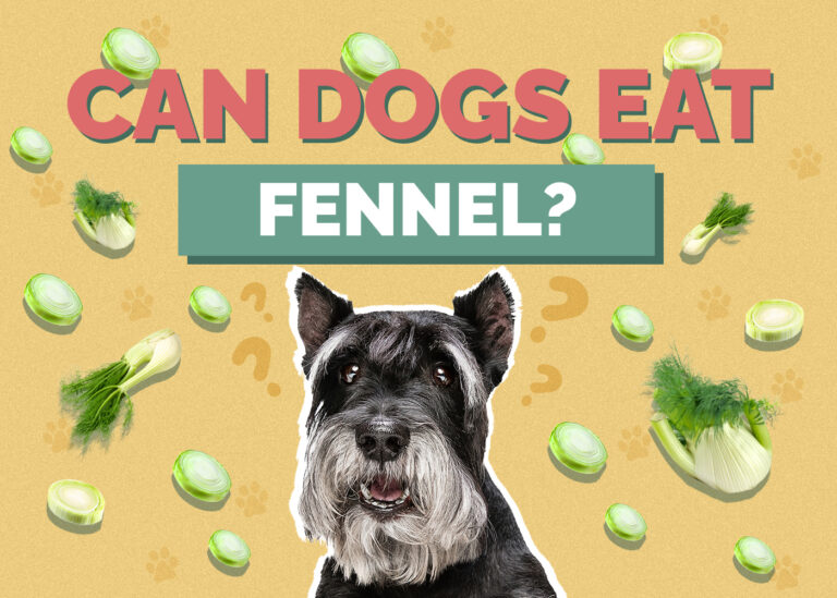 Can Dogs Eat Fennel? Vet Approved Facts & FAQ Hepper