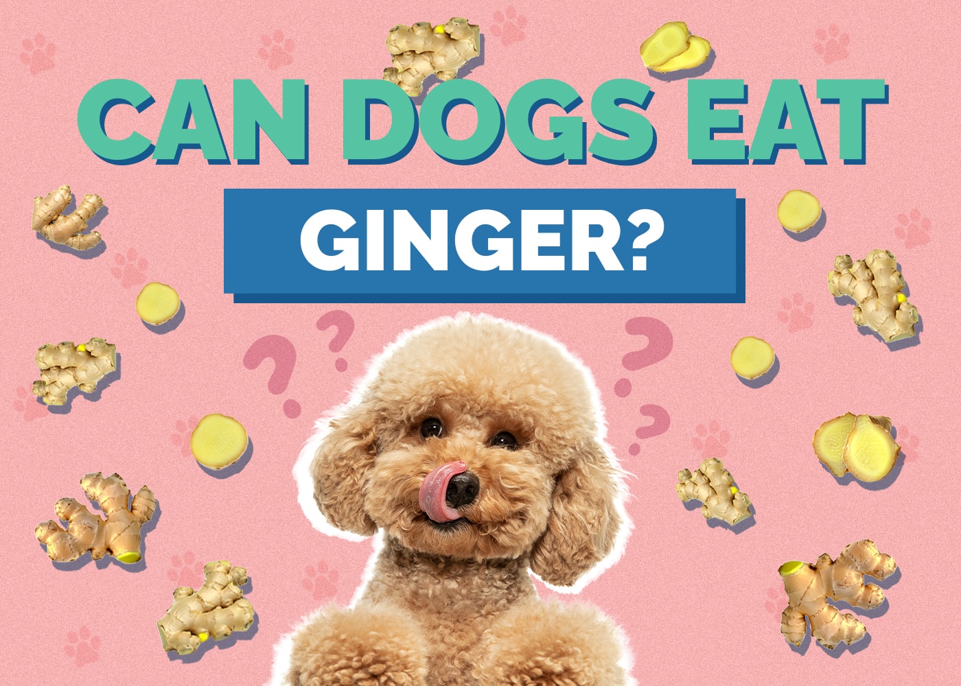 Can Dogs Eat ginger