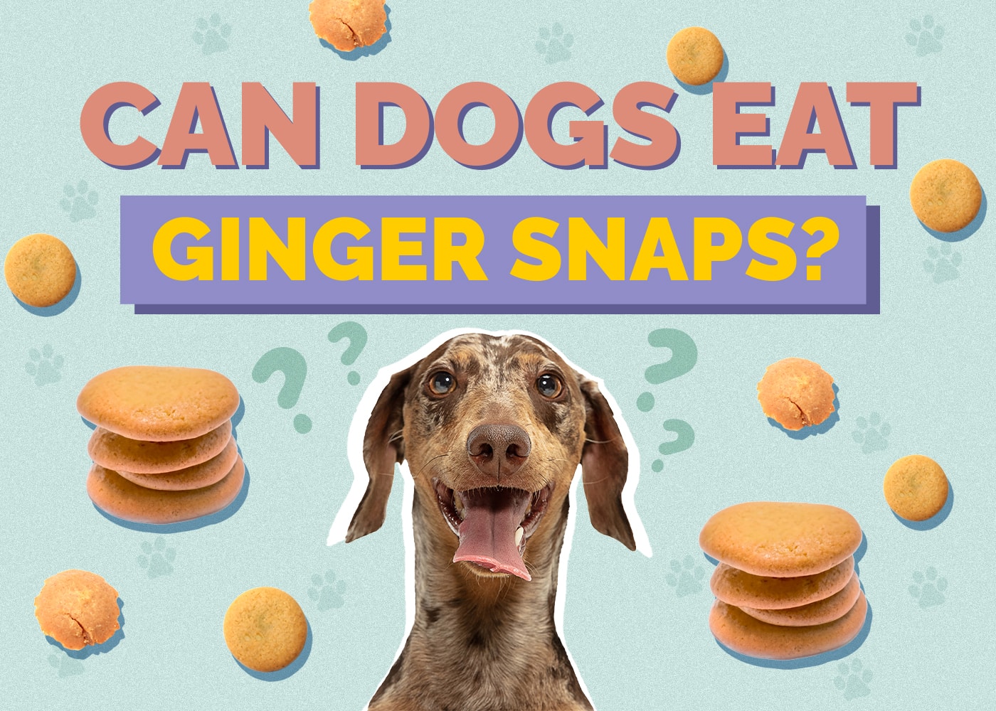 Can Dogs Eat gingersnap