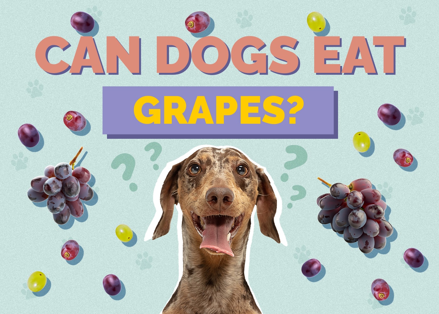 Can Dogs Eat grapes