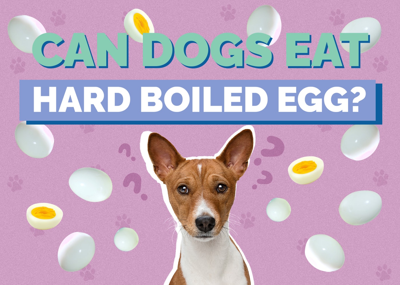 Can Dogs Eat hardboiled-egg