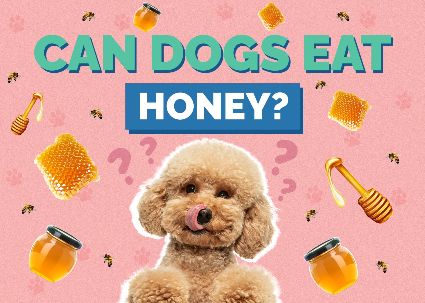 Can Dogs Eat honey