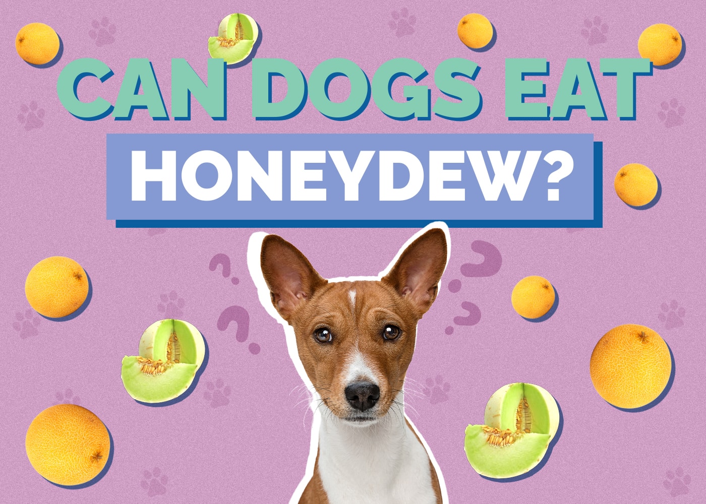 Can Dogs Eat honeydew