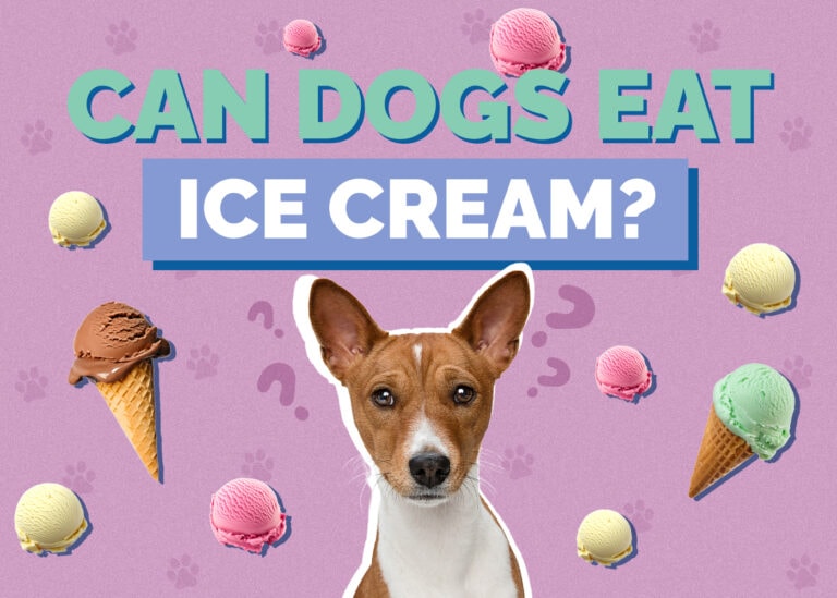 Can Dogs Eat Ice Cream? Is Ice Cream Safe for Dogs? Hepper