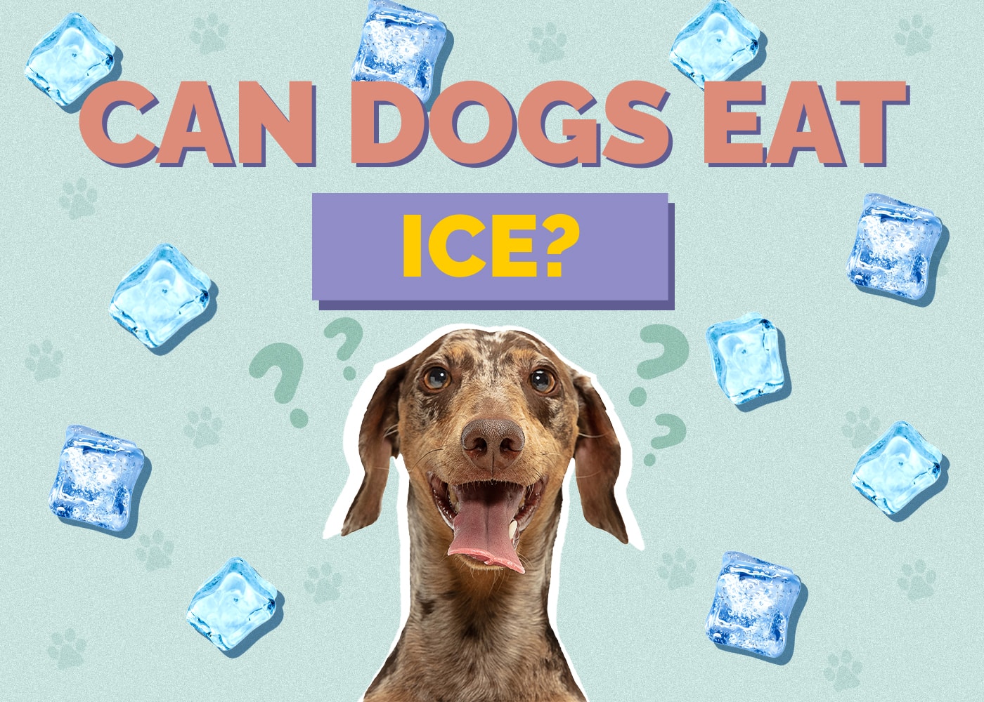Can Dogs Eat ice