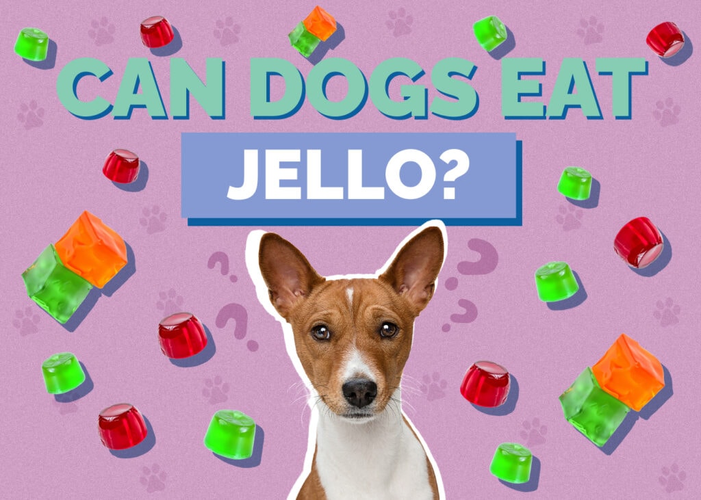 Can Dogs Eat Jello? Is Jello Safe for Dogs? Hepper