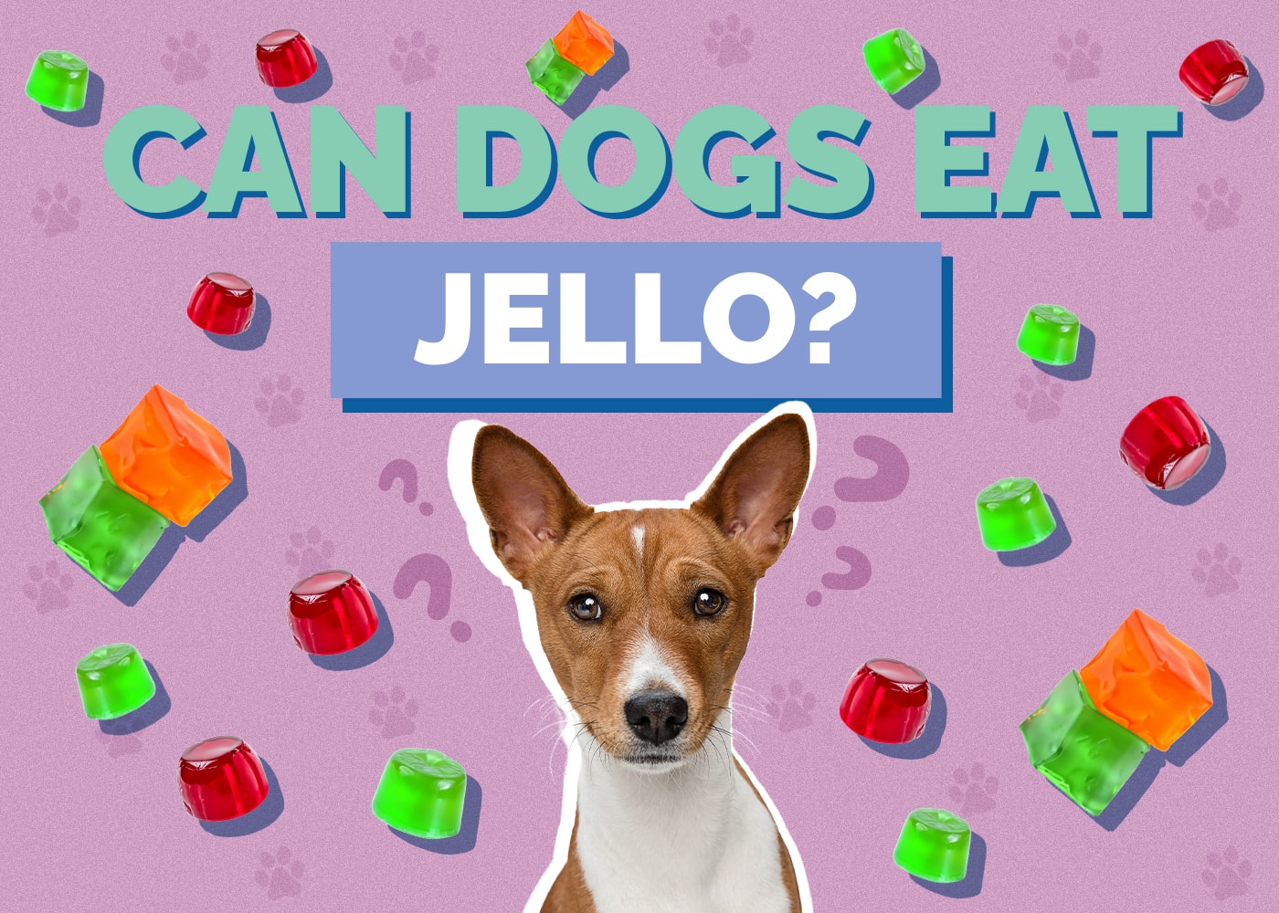 Can Dogs Eat jello