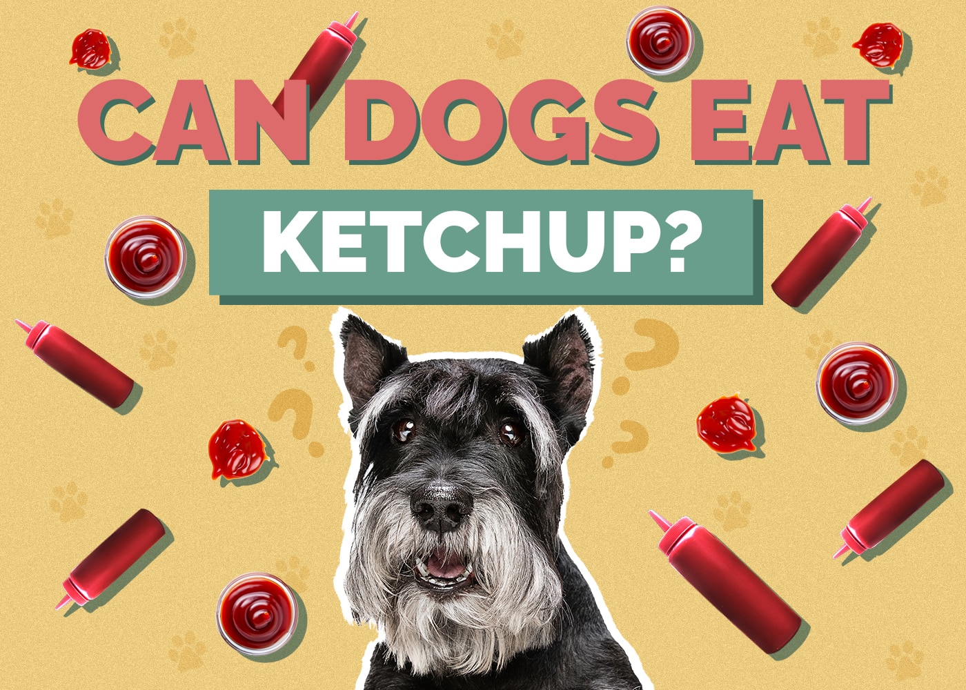 Can Dogs Eat ketchup