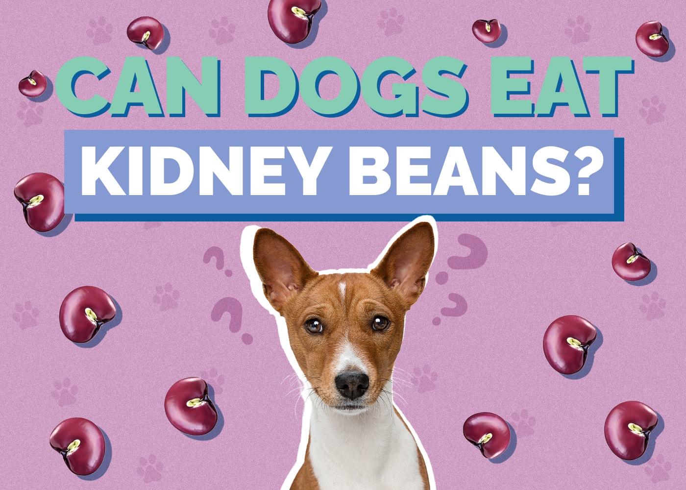 Can Dogs Eat kidney-beans