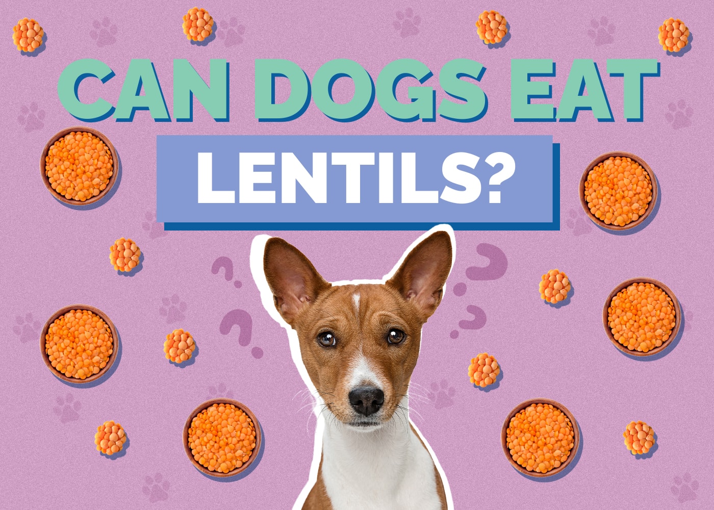 Can Dogs Eat Lentils? Vet Approved Nutrition Facts & Safety Guide | Hepper