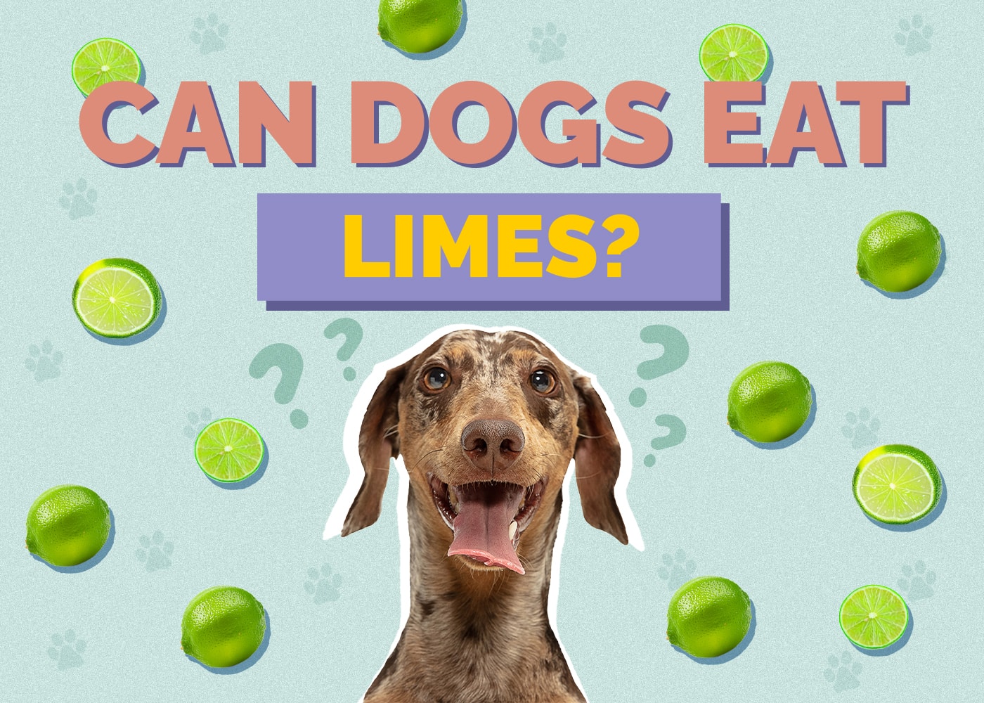 Can Dogs Eat limes