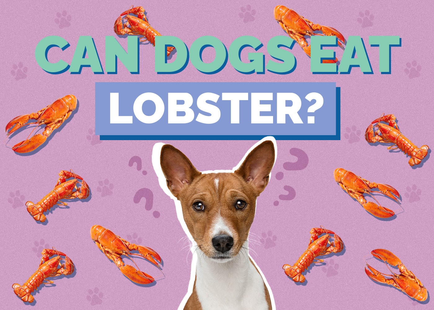 Can Dogs Eat lobster