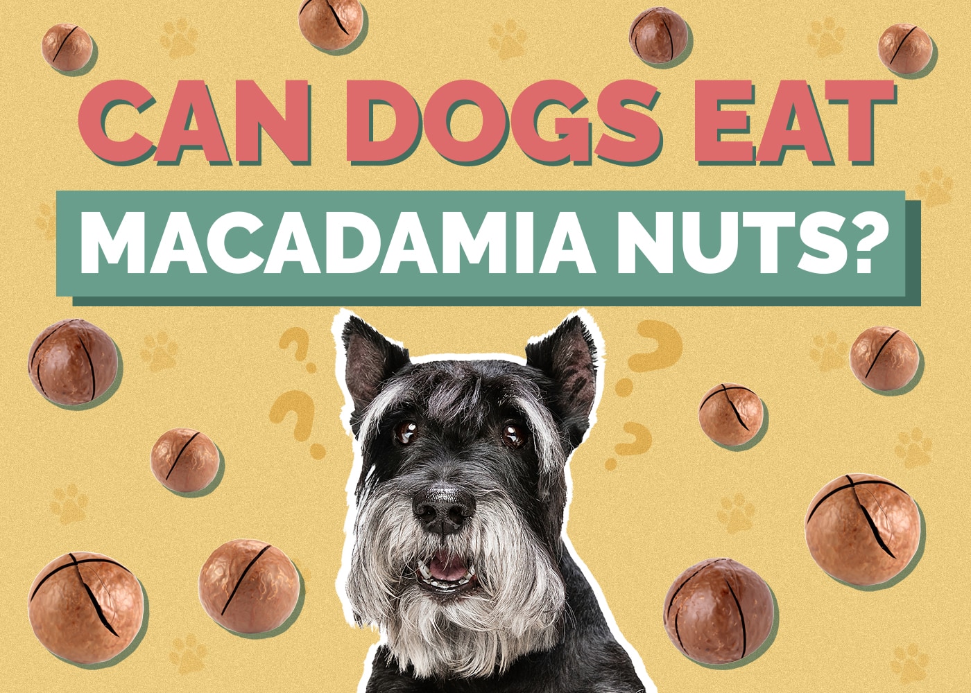 Can Dogs Eat macadamia-nuts