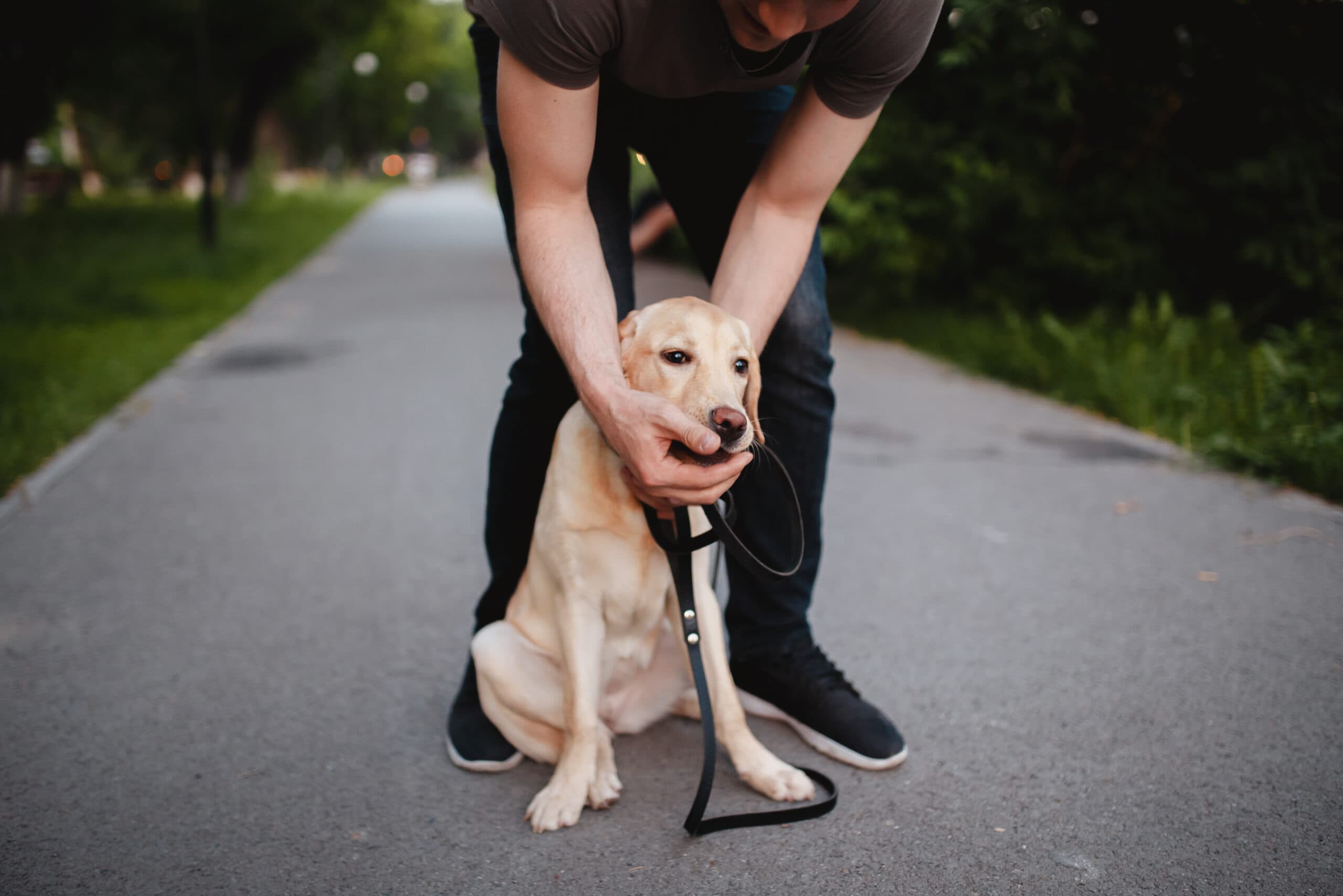 man pulls object out of labrador dog's mouth