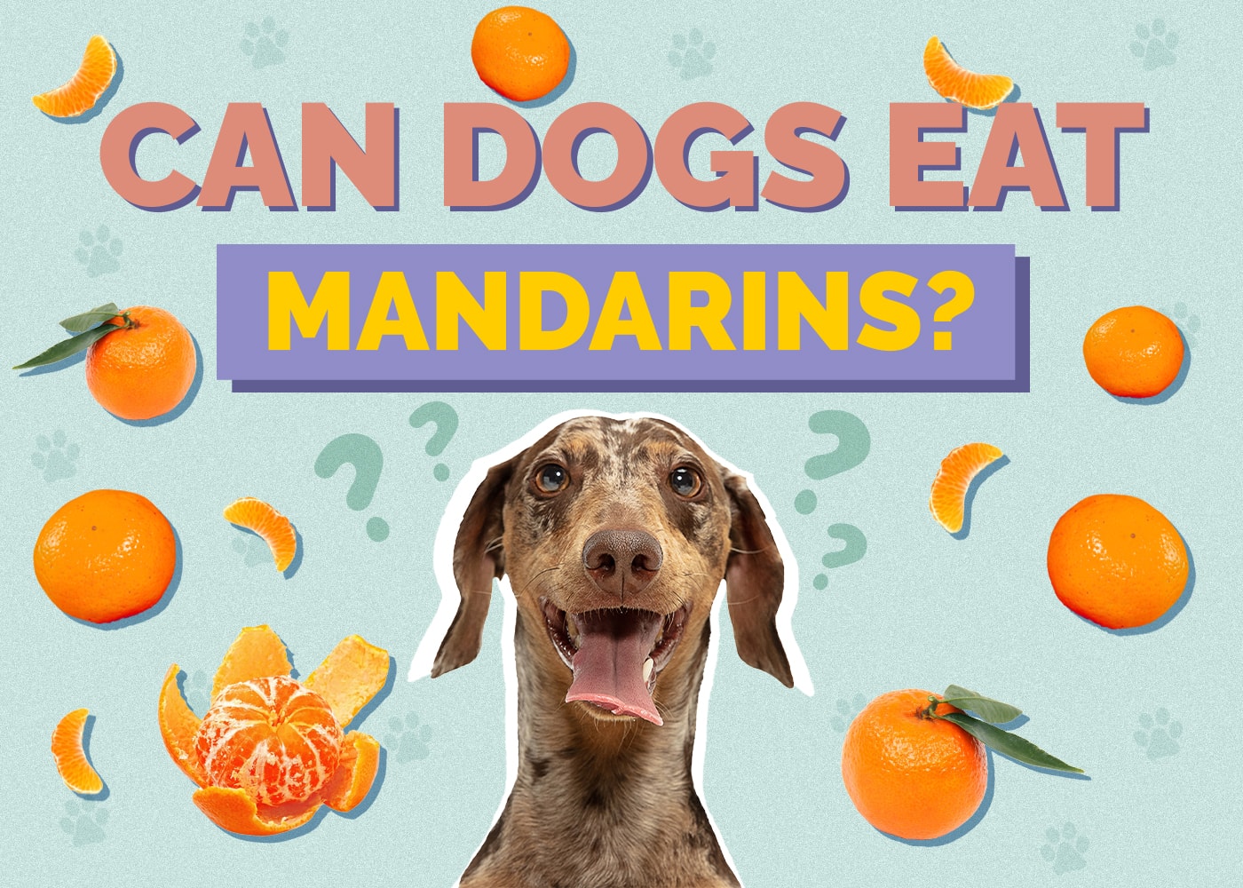 Can Dogs Eat mandarins