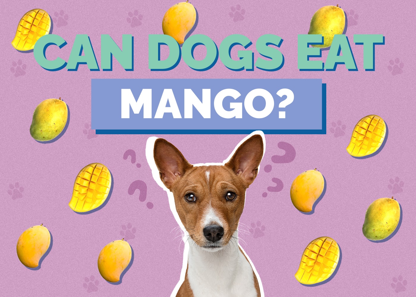 Can Dogs Eat mango