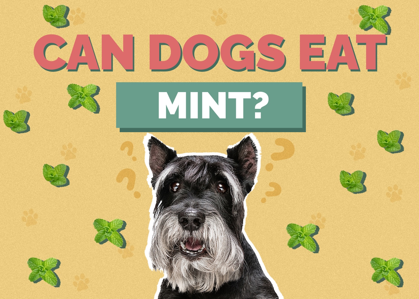Can Dogs Eat mint