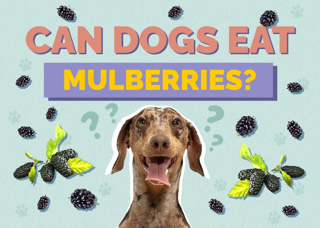 Can Dogs Eat mulberries