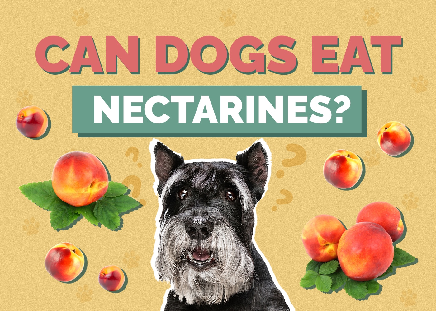Can Dogs Eat nectarines