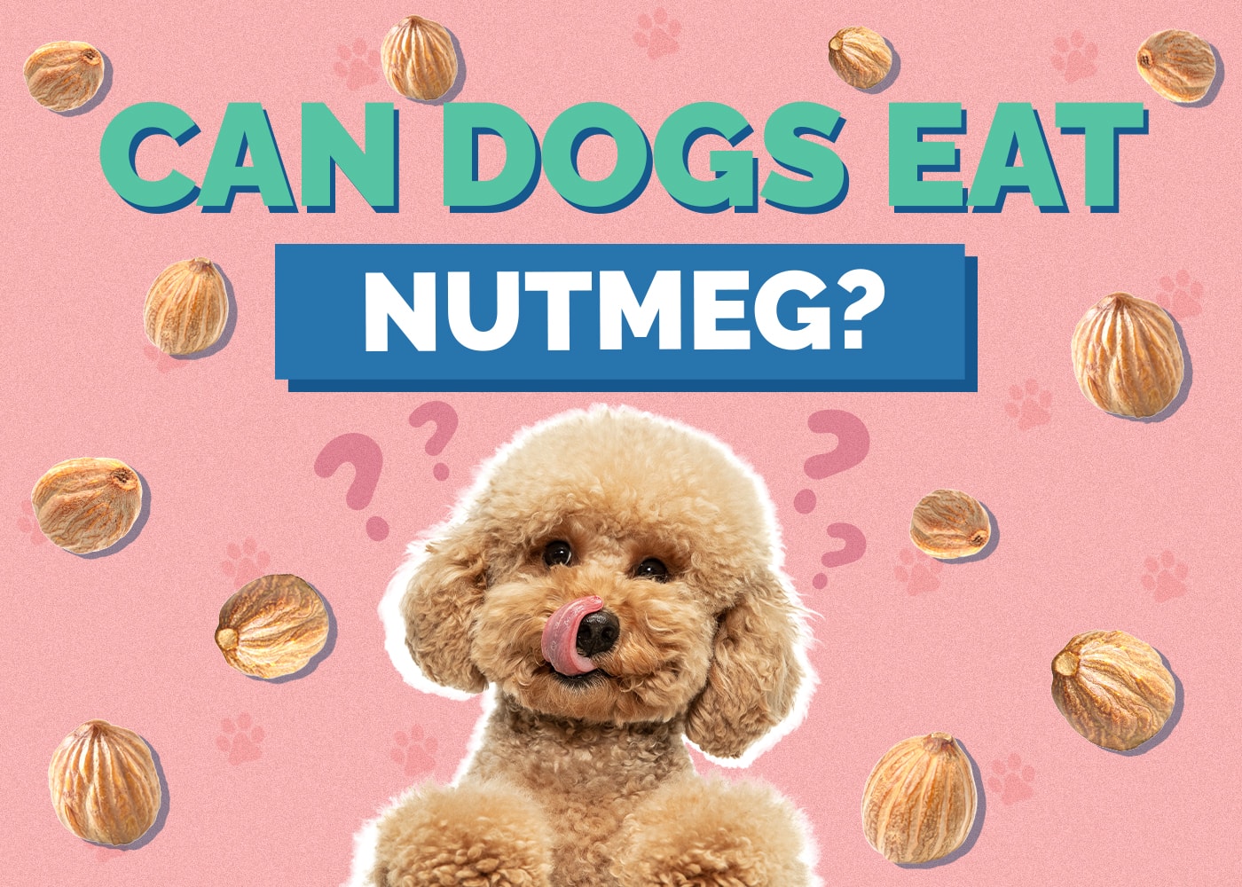 Can Dogs Eat nutmeg