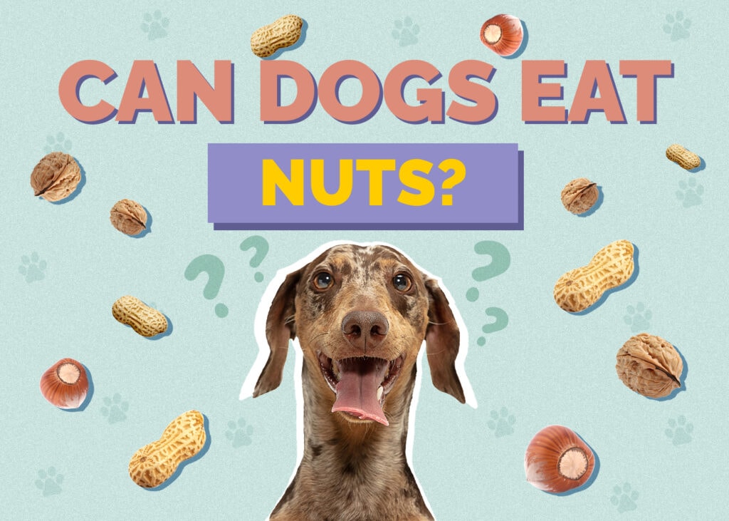 Can Dogs Eat nuts