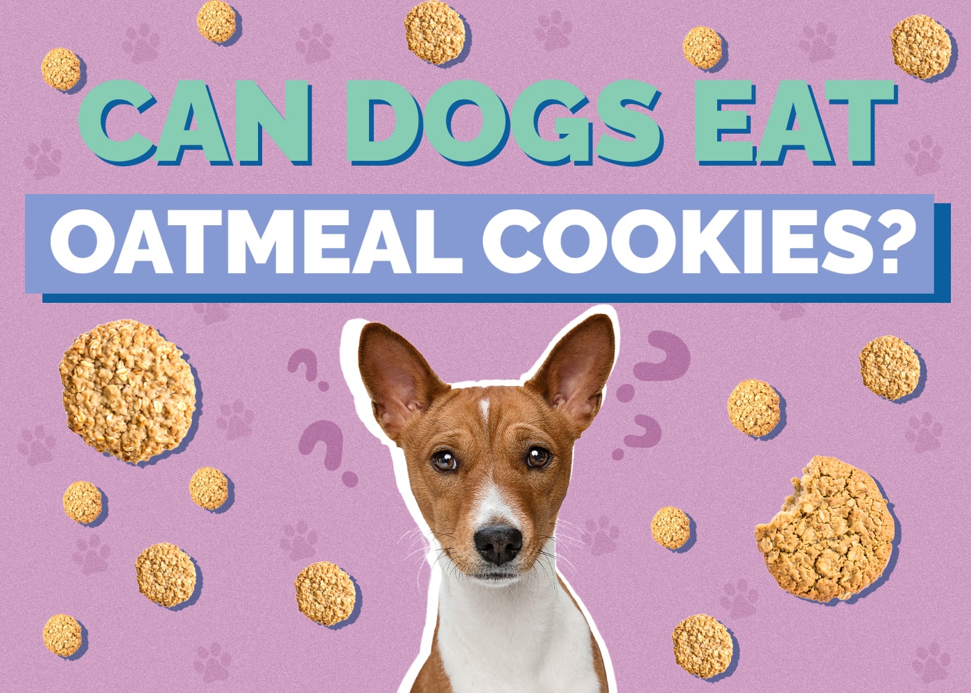 Can Dogs Eat oatmeal-cookies