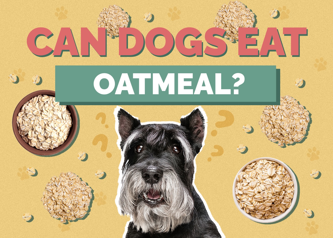 Can Dogs Eat oatmeal