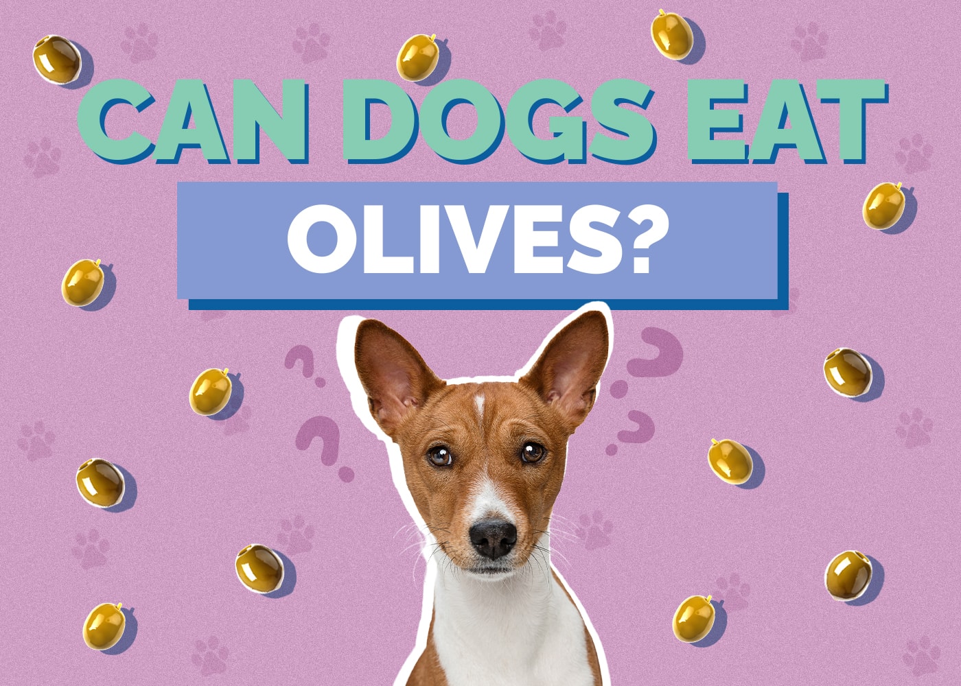 Can Dogs Eat olives