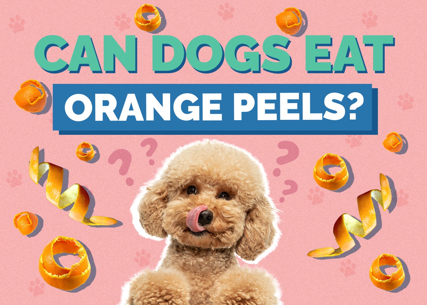Can Dogs Eat orange-peels