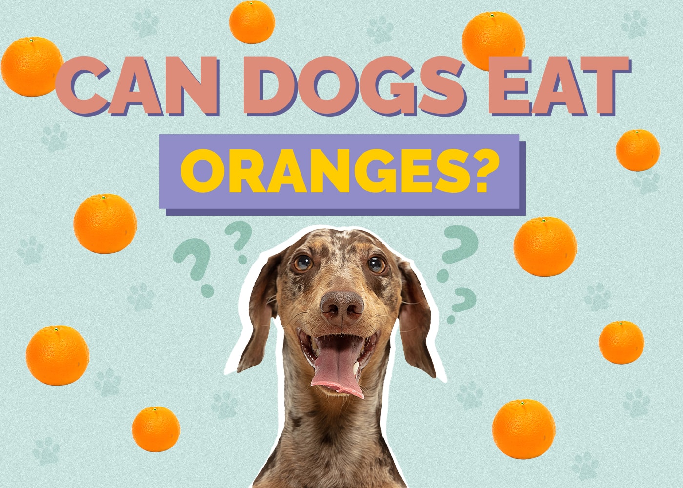 Can Dogs Eat oranges