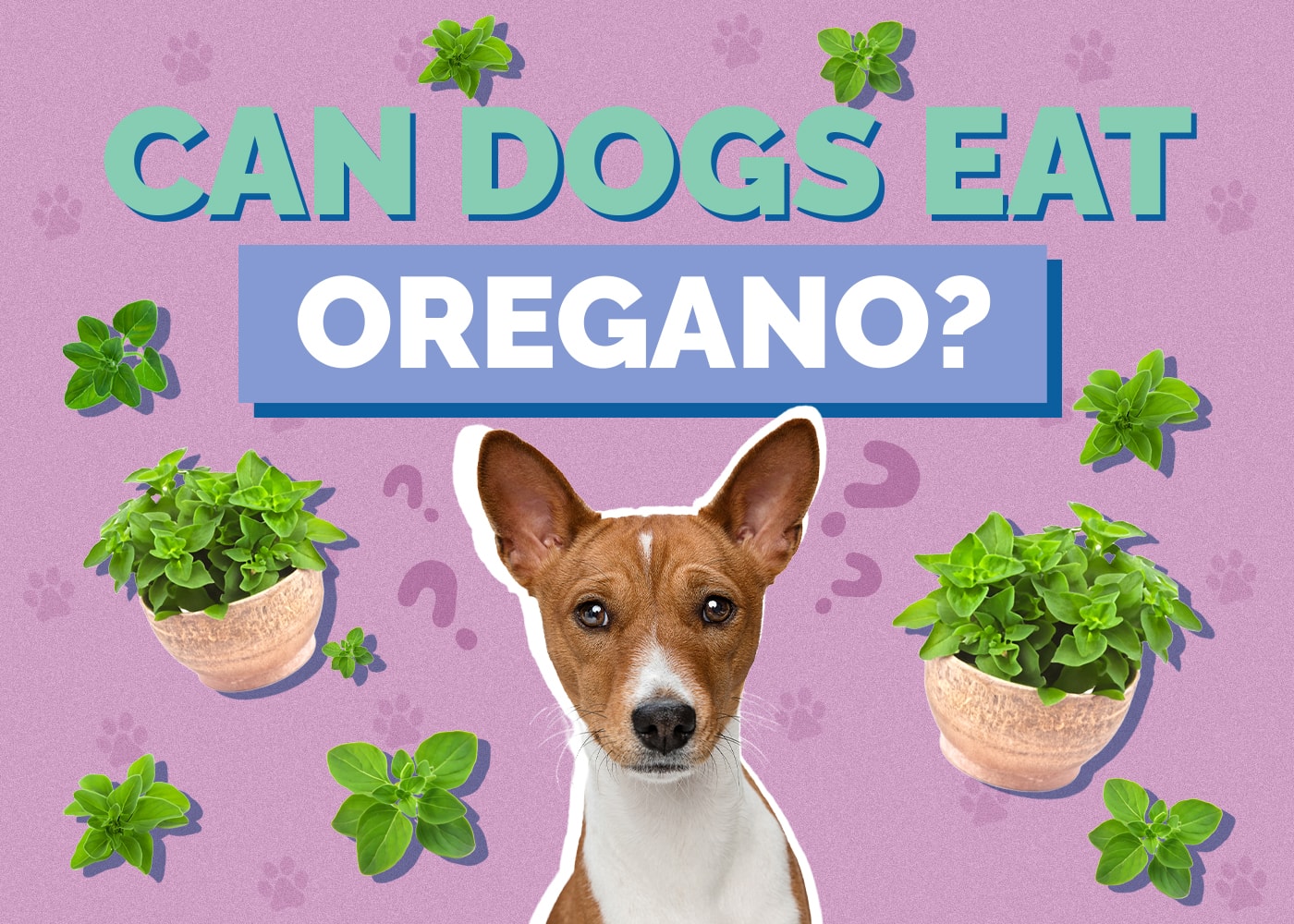 Can Dogs Eat oregano