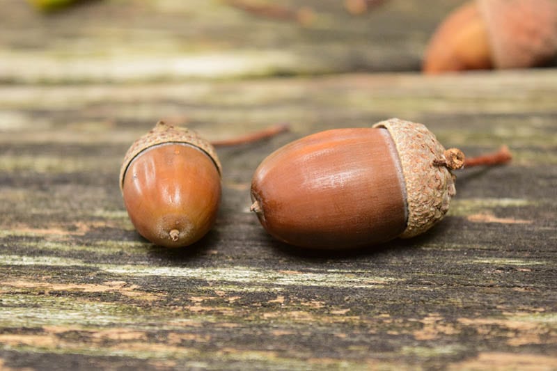 two acorns on the table