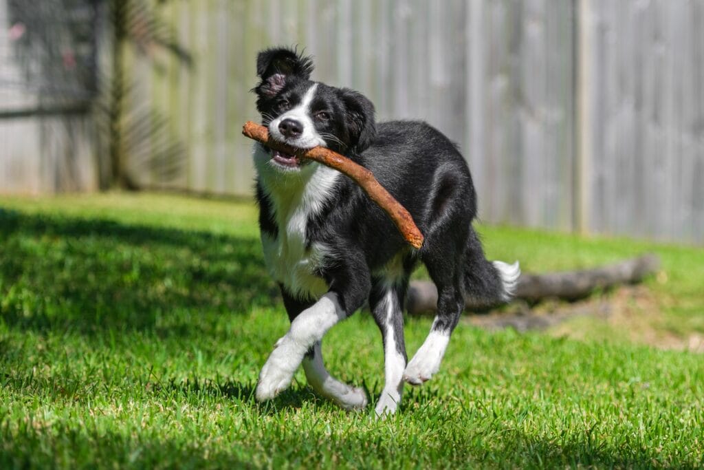 black and white border collie dog playing with stick