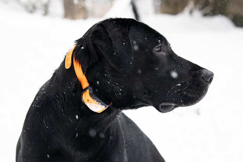 black labrador dog wearing bark collar