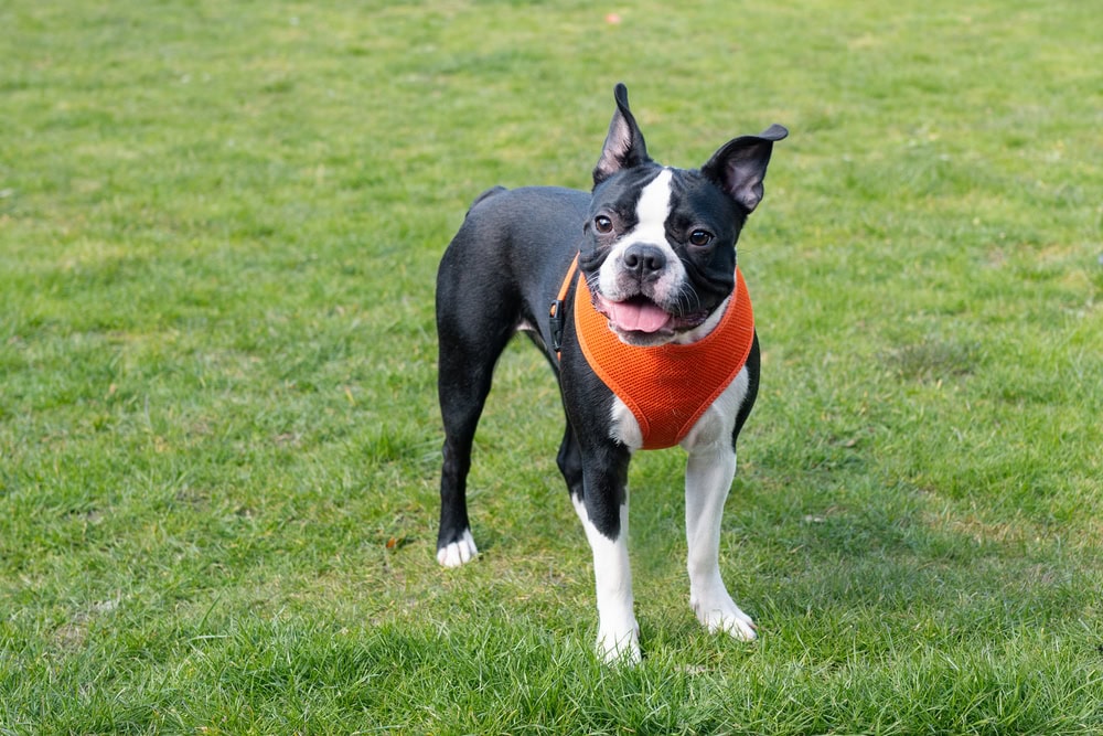 boston terrier dog wearing harness