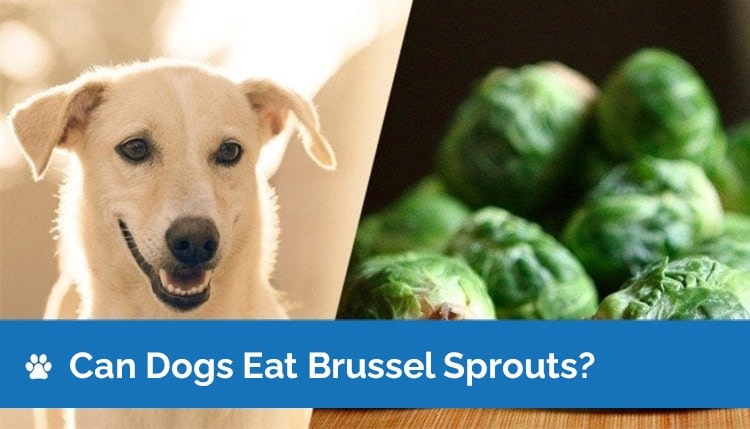 are brussel sprouts okay for dogs to eat