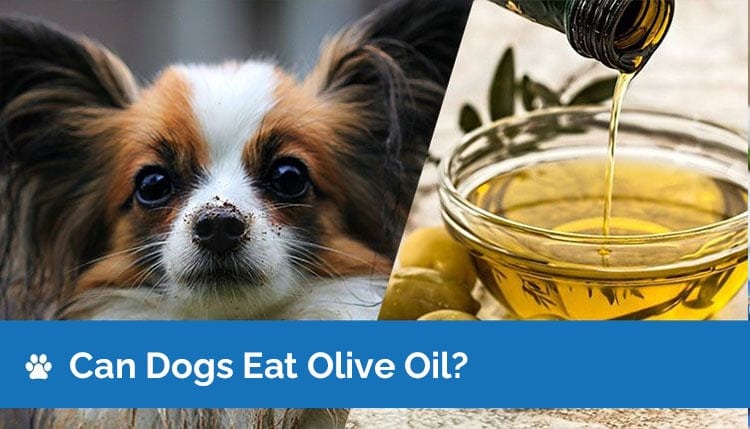 can dogs eat olive oil 2