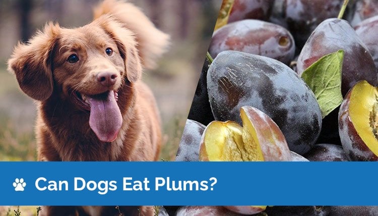 can dogs eat plums header2