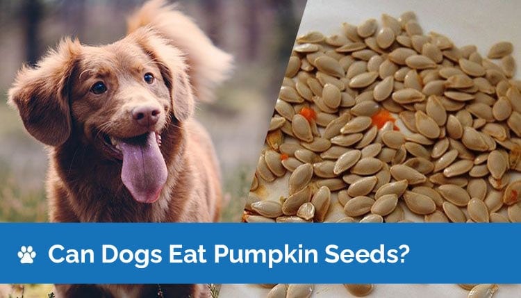can dogs eat pumpkin seeds