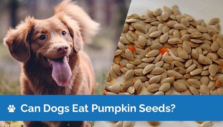 Are pumpkin seeds okay for dogs shop to eat