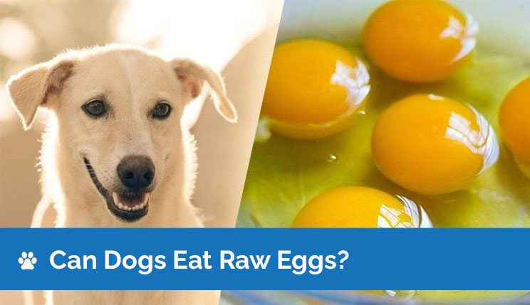 can dogs get salmonella from eating raw eggs