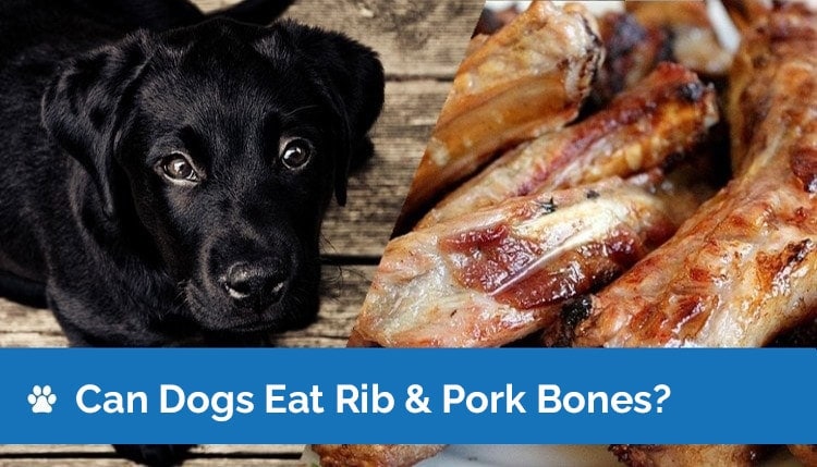can dogs eat rib and pork bones2