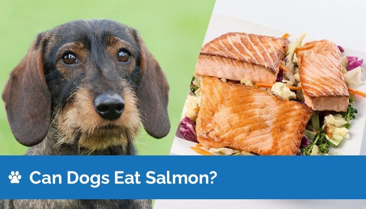 can dogs eat salmon graphic 2