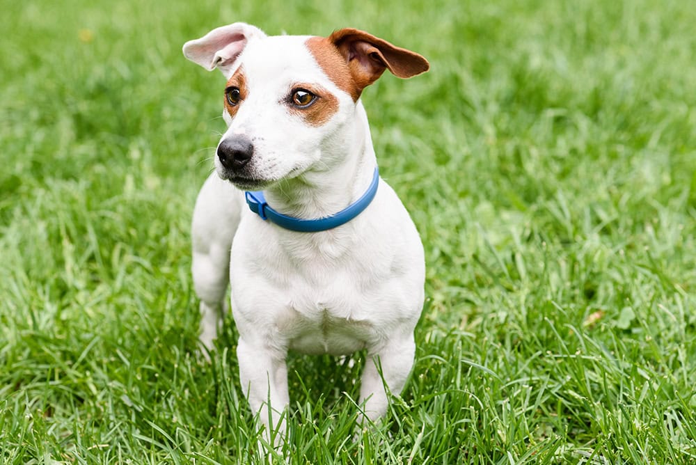 dog wearing flea collar