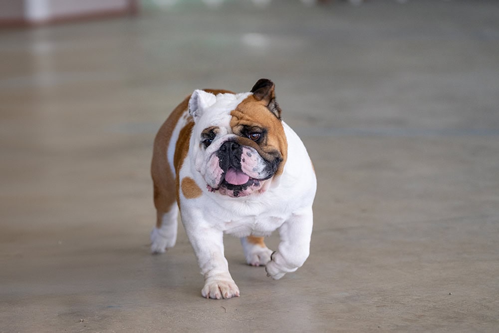 english bulldog walking on concrete floor