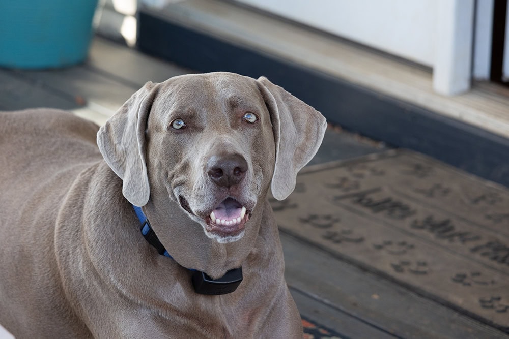 silver labrador dog wearing bark collar