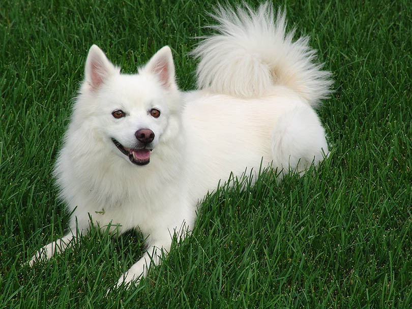 a dog which looks like american eskimo but bigger