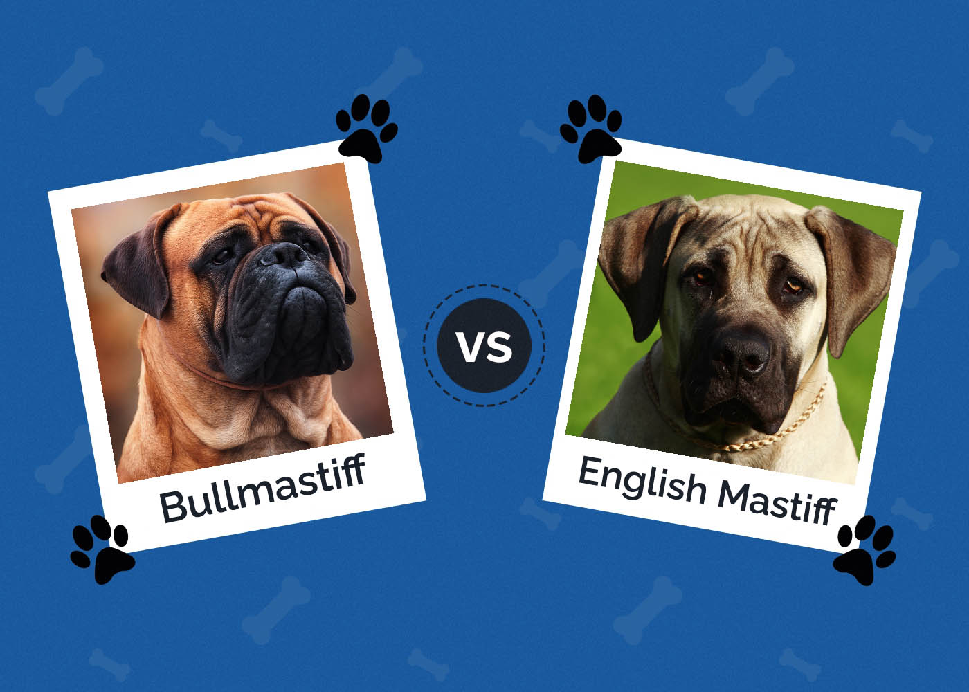 Bullmastiff vs English Mastiff