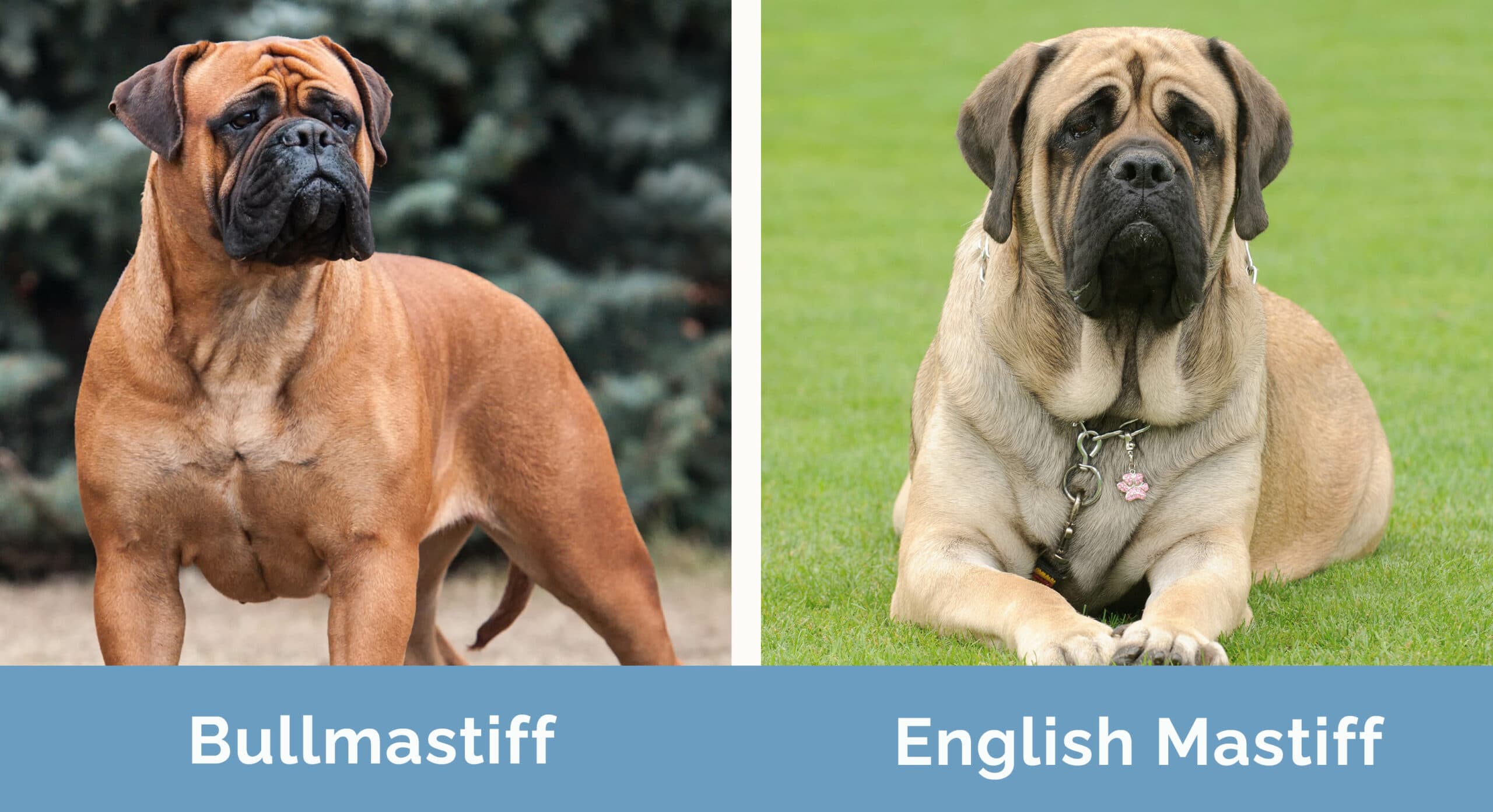 What Is The Difference Between A American Mastiff And English Mastiff what-is-the-difference-between-a-american-mastiff-and-english-mastiff