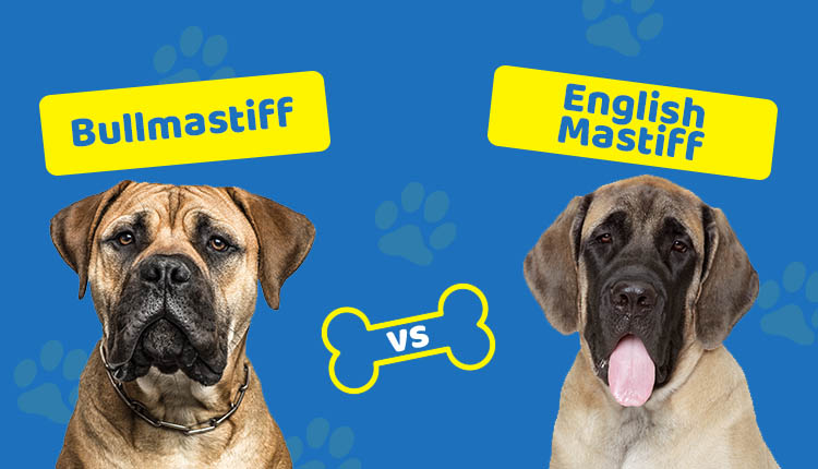 Bullmastiff vs English Mastiff